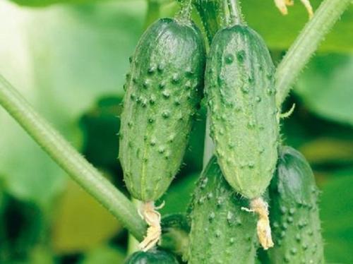 Лучшие огурцы для открытого грунта 2024 года. Лучшие сорта огурцов для Подмосковья 2024 года