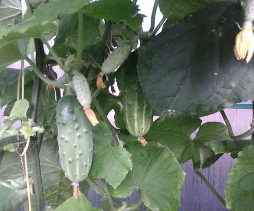 Как выбрать лучшие огурцы для открытого грунта в 2024 году. Сорта огурцов 2024 года