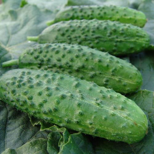 Лучшие огурцы для открытого грунта 2024 года. Лучшие сорта огурцов для Подмосковья 2024 года