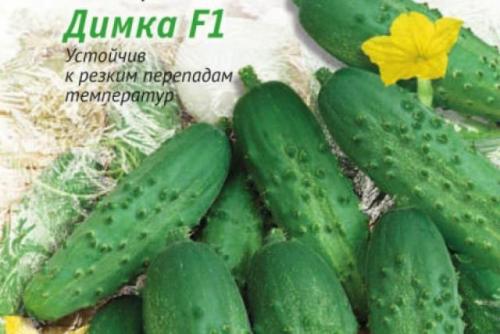 Как выбрать лучшие огурцы для открытого грунта в 2024 году. Сорта огурцов 2024 года