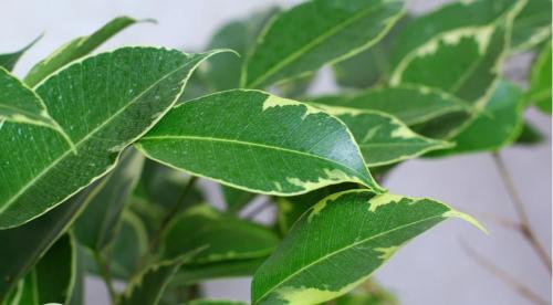 ФИКУС гниёт и облетает. Болезни и вредители фикуса: названия, фото и лечение 11