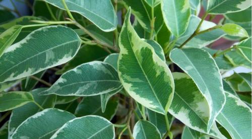 Как реанимировать фикус бенджамина полностью высох. Общая характеристика растения 09