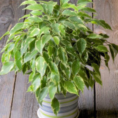 Фикус Бенджамина сбрасывает листья чем подкормить. Почему фикус Бенджамина сбрасывает листья?