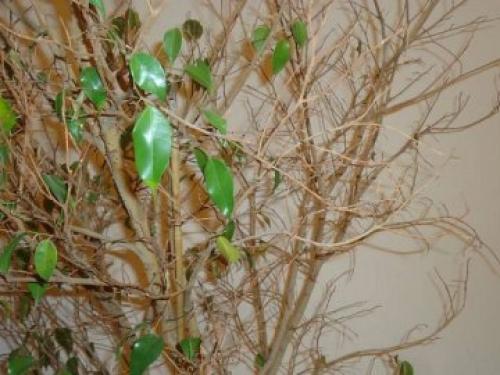 Что делать, если фикус сбросил все листья. Что делать, если фикус Бенджамина сбросил все листья