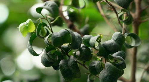 Как реанимировать фикус бенджамина полностью высох. Общая характеристика растения 02