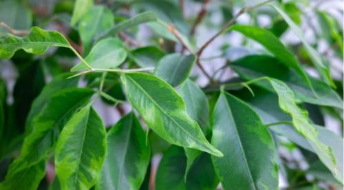 Как реанимировать фикус бенджамина полностью высох. Общая характеристика растения 01