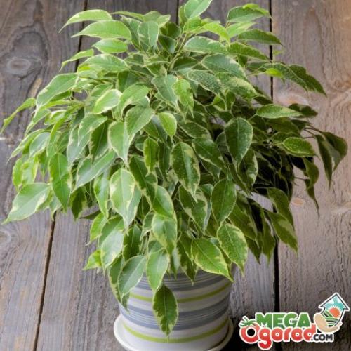 Что делать, если фикус сбросил все листья. Что делать, если фикус Бенджамина сбросил все листья