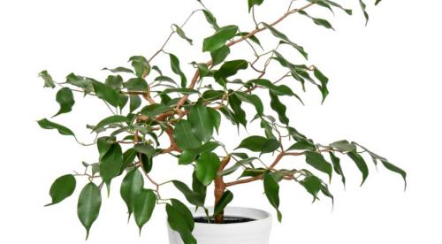 ФИКУС гниёт и облетает. Болезни и вредители фикуса: названия, фото и лечение 07