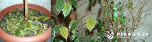ФИКУС гниёт и облетает. Болезни и вредители фикуса: названия, фото и лечение 02