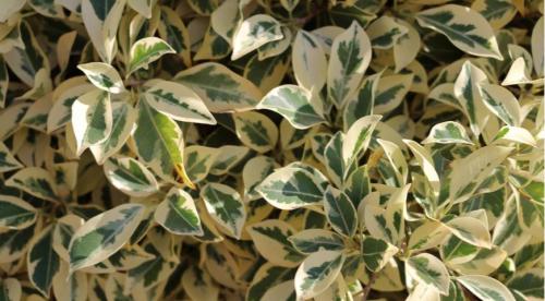 Как реанимировать фикус бенджамина полностью высох. Общая характеристика растения 08