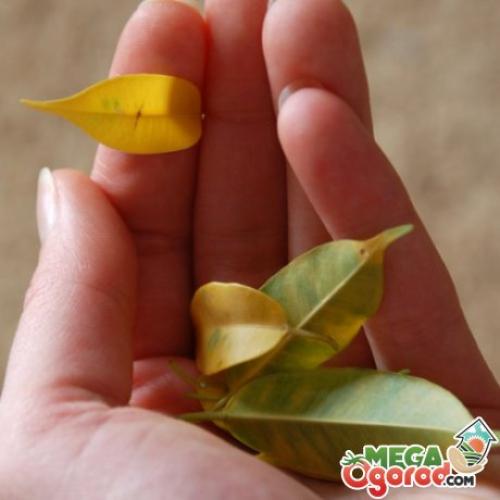 Что делать, если фикус сбросил все листья. Что делать, если фикус Бенджамина сбросил все листья