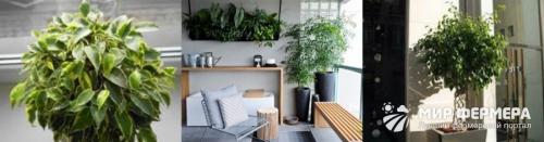 ФИКУС гниёт и облетает. Болезни и вредители фикуса: названия, фото и лечение 03