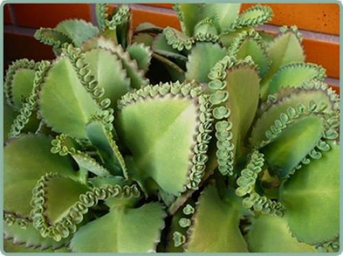 Превращение черенка в шикарный куст за месяц: шаг за шагом 01 Превращение черенка в шикарный куст за месяц: шаг за шагом 01