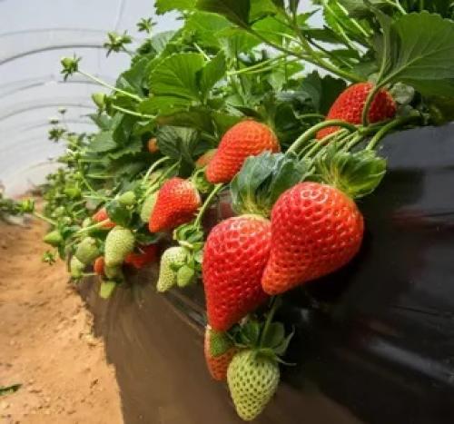 Посадка клубники осенью в открытый грунт. Сроки осенней посадки