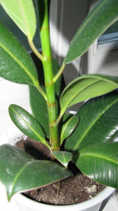 Как оживить фикус горшок для фикуса Дизайн квартиры. Как оживить фикус 01