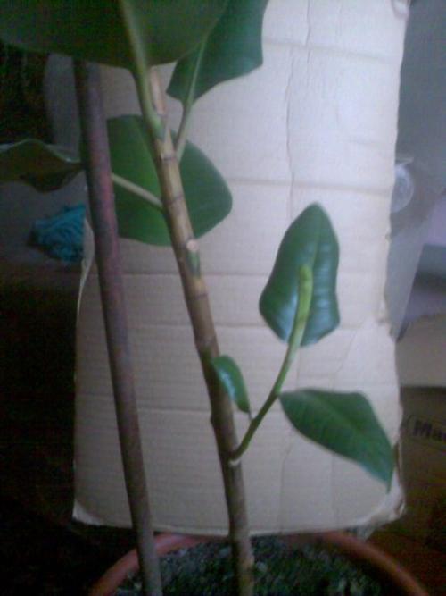 Как оживить фикус горшок для фикуса Дизайн квартиры. Как оживить фикус 02