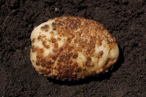 Как бороться с паршой на картофеле. Как бороться с паршей на картофеле