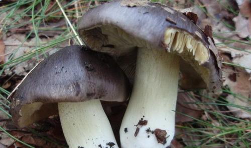 Рядовки съедобные и несъедобные. Осенние виды рядовок