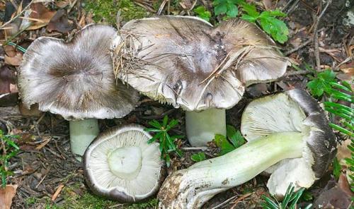 Рядовки съедобные и несъедобные. Осенние виды рядовок