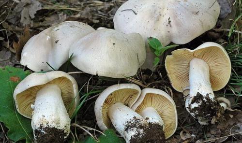 Рядовки съедобные и несъедобные. Осенние виды рядовок