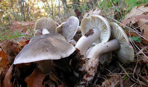 Рядовки съедобные и несъедобные. Осенние виды рядовок