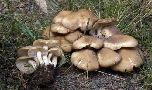 Рядовки съедобные и несъедобные. Осенние виды рядовок