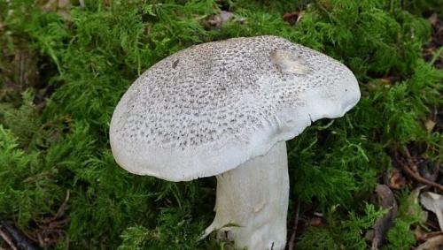 Грибы Рядовки съедобные и ядовитые. Грибы Рядовки 27