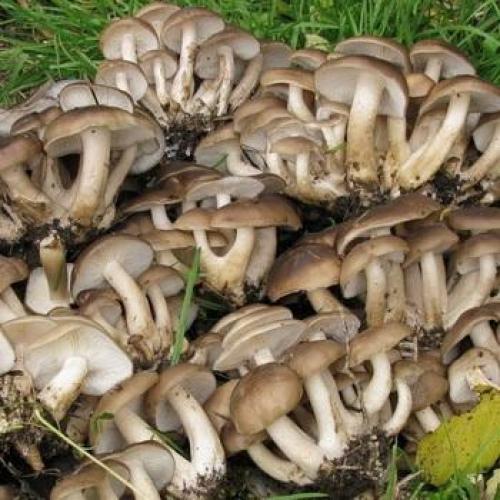 Рядовки съедобные и несъедобные. Осенние виды рядовок