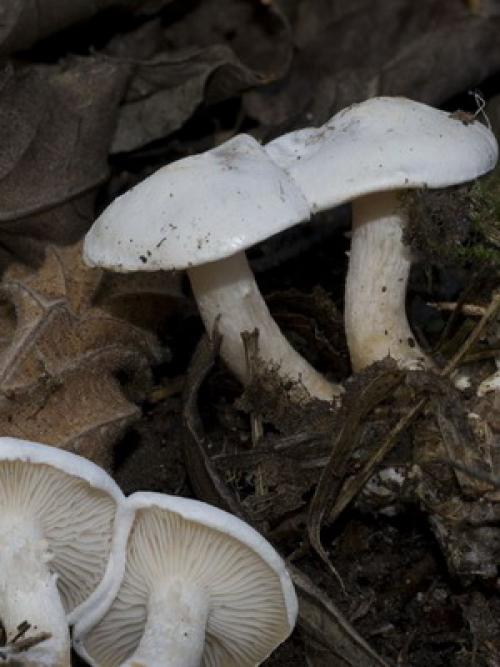 Грибы Рядовки ядовитые. Ядовитые грибы Рядовки — говорушки