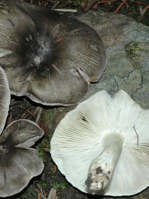 Рядовки съедобные и несъедобные. Осенние виды рядовок