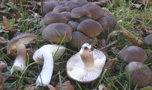 Рядовки съедобные и несъедобные. Осенние виды рядовок