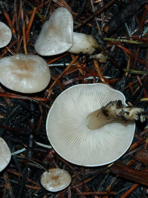 Грибы Рядовки ядовитые. Ядовитые грибы Рядовки — говорушки