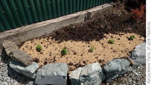 Какие особенности хризантем мультифлора делают их популярными среди садоводов. Хризантема мультифлора — яркий огонёк в ночи наступающих холодов