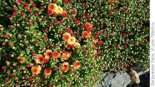 Какие особенности хризантем мультифлора делают их популярными среди садоводов. Хризантема мультифлора — яркий огонёк в ночи наступающих холодов