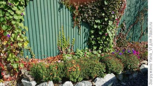 Какие особенности хризантем мультифлора делают их популярными среди садоводов. Хризантема мультифлора — яркий огонёк в ночи наступающих холодов