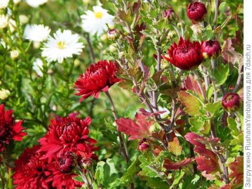 Как хризантемы мультифлора переносят морозы и нужно ли их укрывать на зиму. Хризантема мультифлора. Эксперимент с зимовкой