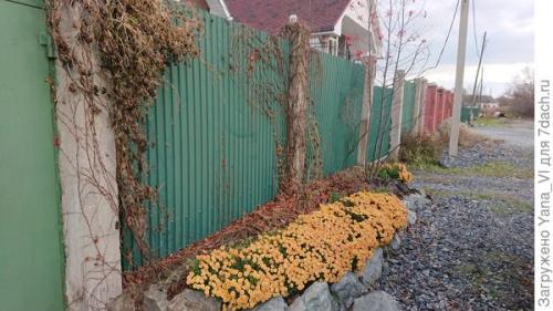 Какие особенности хризантем мультифлора делают их популярными среди садоводов. Хризантема мультифлора — яркий огонёк в ночи наступающих холодов