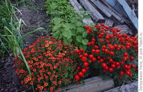 Какие особенности хризантем мультифлора делают их популярными среди садоводов. Хризантема мультифлора — яркий огонёк в ночи наступающих холодов