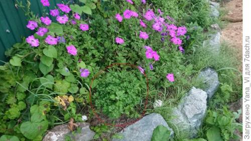 Какие особенности хризантем мультифлора делают их популярными среди садоводов. Хризантема мультифлора — яркий огонёк в ночи наступающих холодов