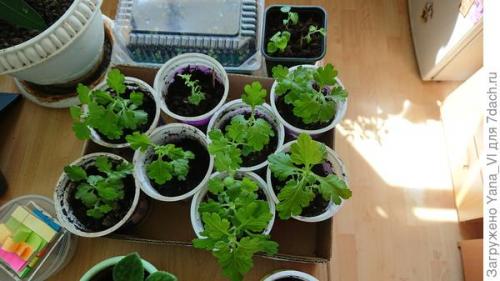 Какие особенности хризантем мультифлора делают их популярными среди садоводов. Хризантема мультифлора — яркий огонёк в ночи наступающих холодов