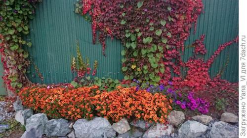 Какие особенности хризантем мультифлора делают их популярными среди садоводов. Хризантема мультифлора — яркий огонёк в ночи наступающих холодов