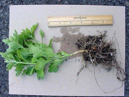 Можно ли использовать хризантемы мультифлора для создания букетов и композиций. Высаживание