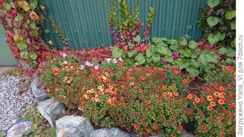 Какие особенности хризантем мультифлора делают их популярными среди садоводов. Хризантема мультифлора — яркий огонёк в ночи наступающих холодов