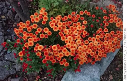 Какие особенности хризантем мультифлора делают их популярными среди садоводов. Хризантема мультифлора — яркий огонёк в ночи наступающих холодов