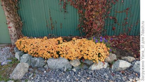 Какие особенности хризантем мультифлора делают их популярными среди садоводов. Хризантема мультифлора — яркий огонёк в ночи наступающих холодов