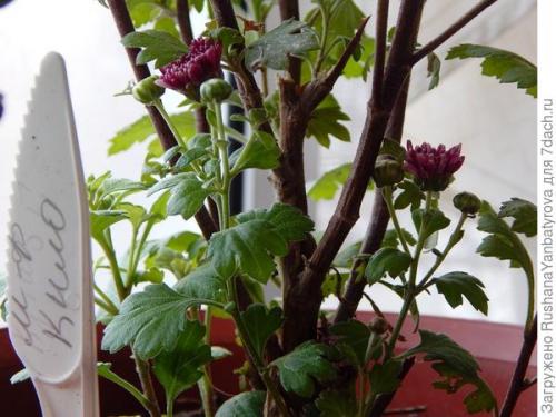 Как хризантемы мультифлора переносят морозы и нужно ли их укрывать на зиму. Хризантема мультифлора. Эксперимент с зимовкой