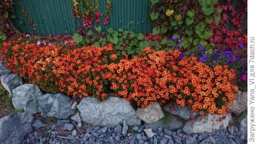 Какие особенности хризантем мультифлора делают их популярными среди садоводов. Хризантема мультифлора — яркий огонёк в ночи наступающих холодов