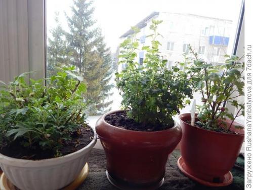 Как хризантемы мультифлора переносят морозы и нужно ли их укрывать на зиму. Хризантема мультифлора. Эксперимент с зимовкой