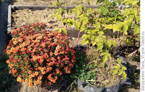 Какие особенности хризантем мультифлора делают их популярными среди садоводов. Хризантема мультифлора — яркий огонёк в ночи наступающих холодов