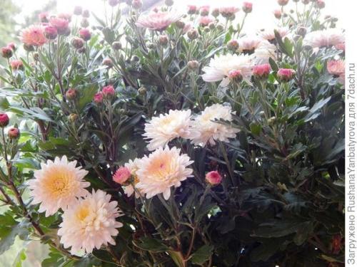 Как хризантемы мультифлора переносят морозы и нужно ли их укрывать на зиму. Хризантема мультифлора. Эксперимент с зимовкой